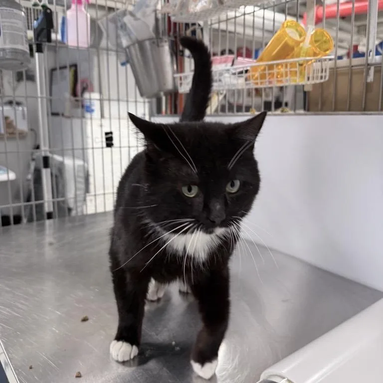 An adult large-sized male Black Domestic Short Hair cat named Ernest for adoption in New York, NY