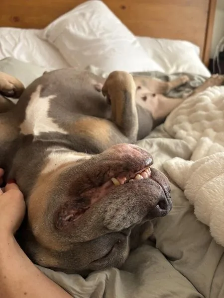 A senior large-sized female Mixed Breed dog named Laguardia for adoption in New York, NY