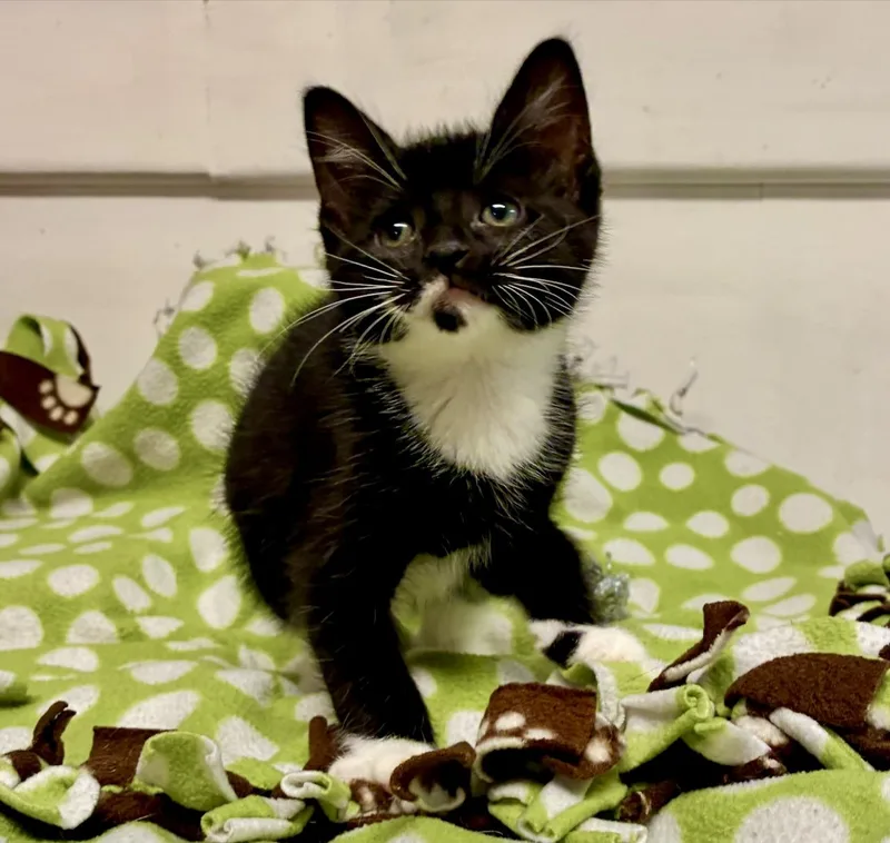 A baby small-sized male Black & White / Tuxedo Tuxedo cat named Scone for adoption in River Edge, NJ