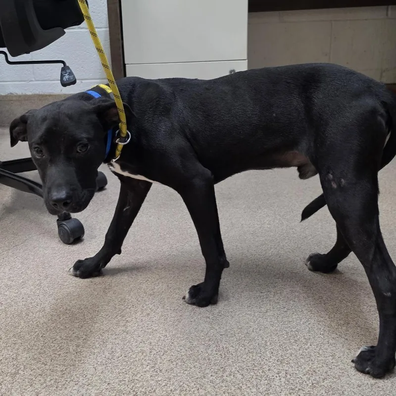 A young medium-sized male Black Pit Bull Terrier dog named Wilson for adoption in Ardmore, OK