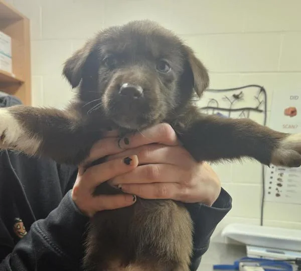 A baby large-sized female German Shepherd Dog dog named Liffey for adoption in Pocatello, ID