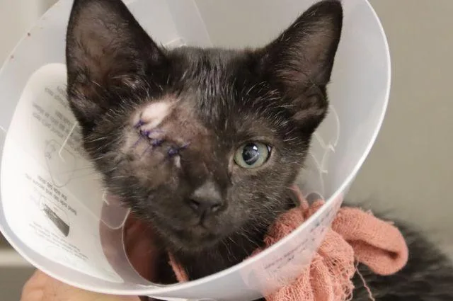 A baby small-sized male Domestic Short Hair cat named Peewee for adoption in Tucson, AZ