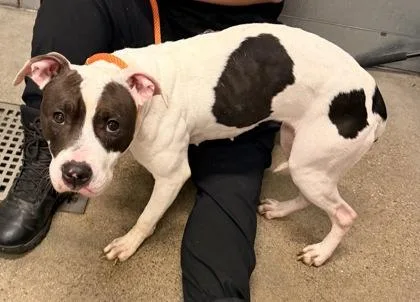A baby medium-sized female Pit Bull Terrier dog named Alexis for adoption in Cleveland, OH