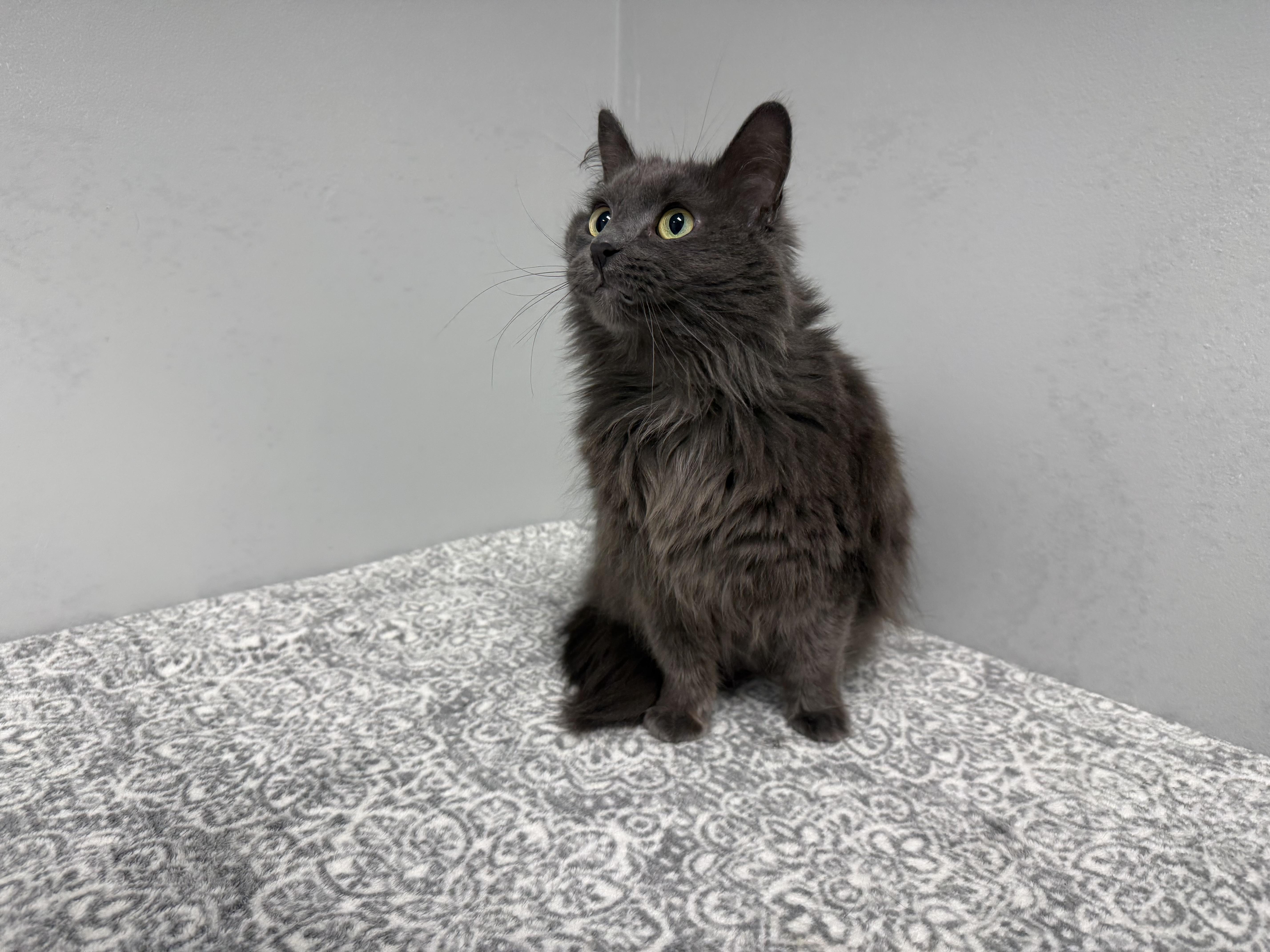 An adult medium-sized female Gray / Blue / Silver Domestic Medium Hair cat named Naomi for adoption in Frankfort, IN