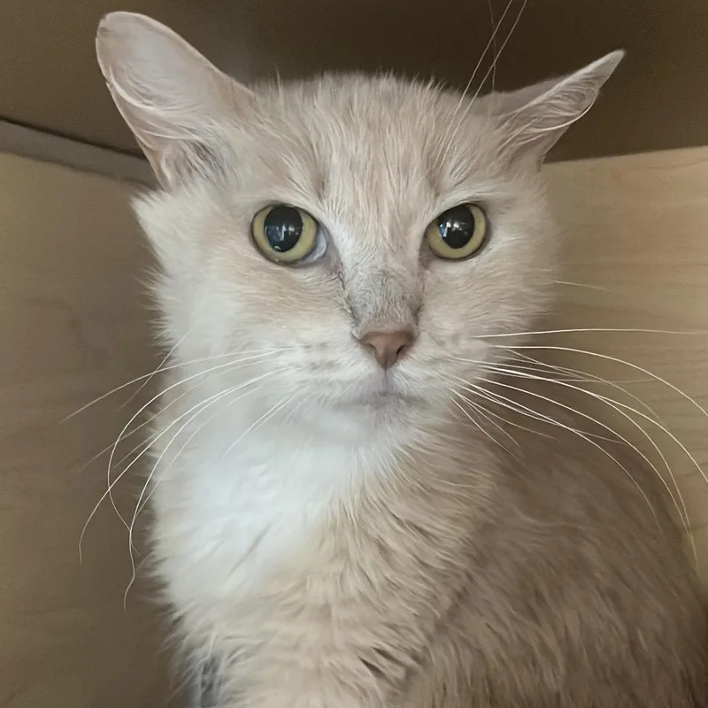 An adult medium-sized female Buff / Tan / Fawn Domestic Short Hair cat named Diamond for adoption in Brookfield, WI