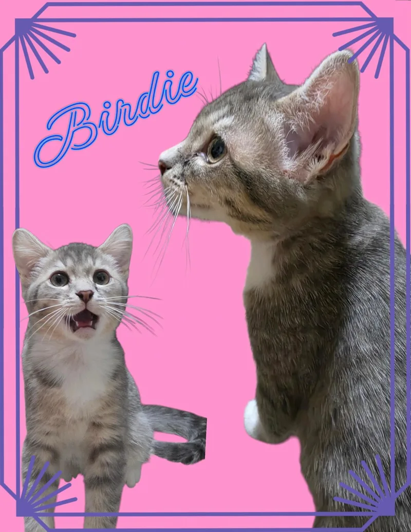 Birdie thumbnail 4