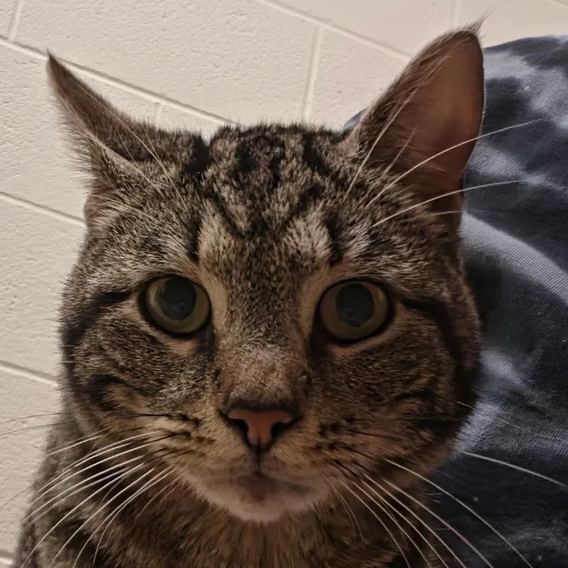 A young medium-sized male Brown / Chocolate Domestic Short Hair cat named Weaver for adoption in Zanesville, OH