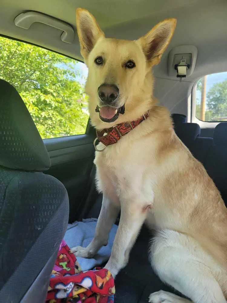 An adult medium-sized male White / Cream German Shepherd Dog dog named Marcus II for adoption in Fredonia, WI