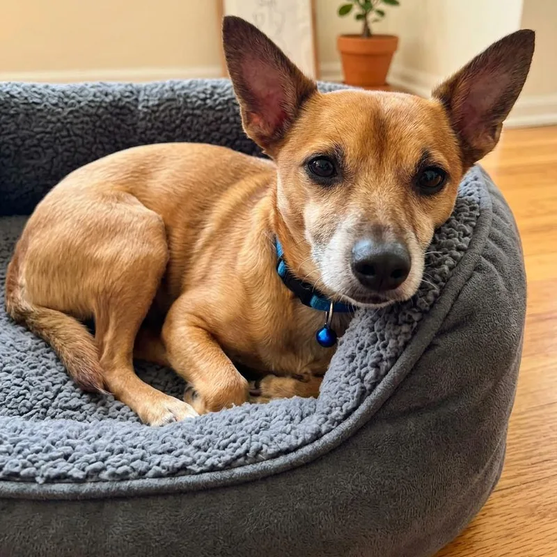 A senior small-sized male Brown / Chocolate Chihuahua dog named Arlo for adoption in Enterprise, AL