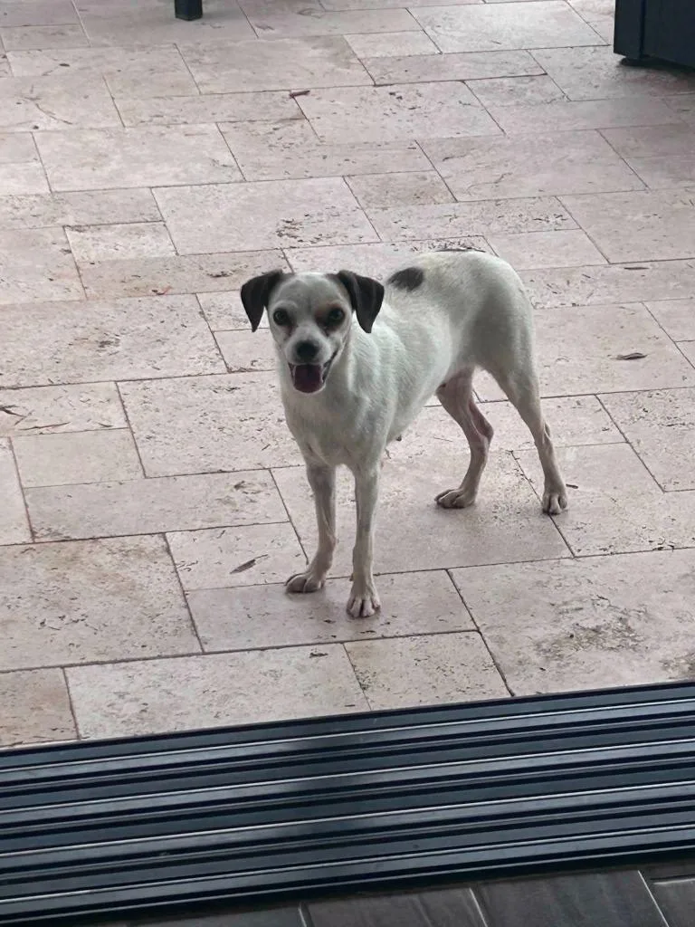 A young small-sized female Chihuahua dog named Remi for adoption in Mesa, AZ