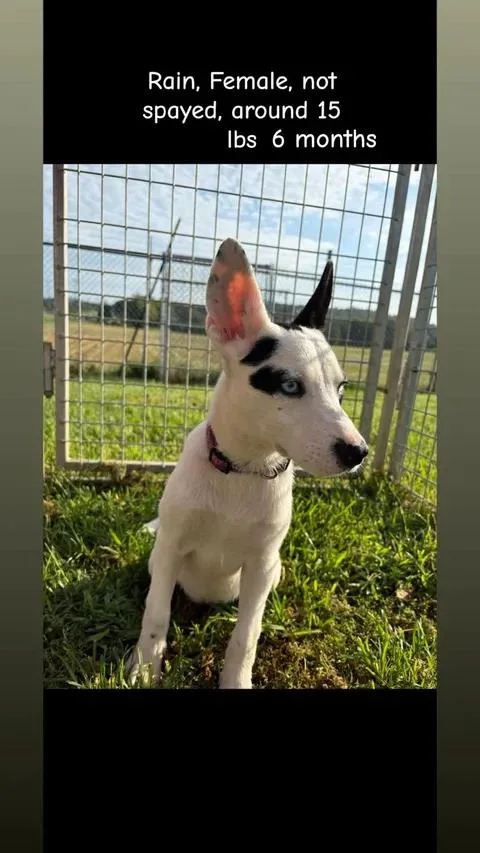 A young medium-sized female White / Cream Husky dog named Rain for adoption in Munfordville, KY