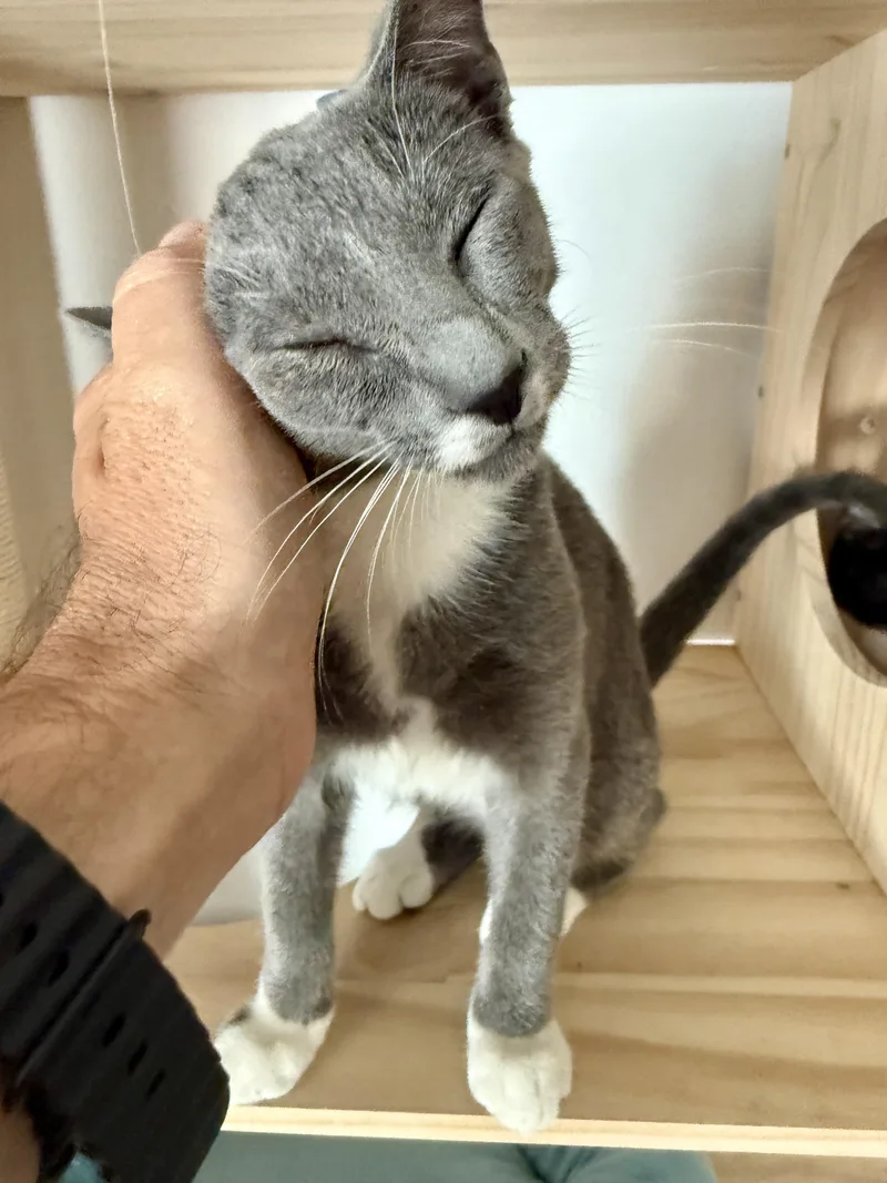 A baby small-sized male Domestic Short Hair cat named Ollie for adoption in Miami, FL