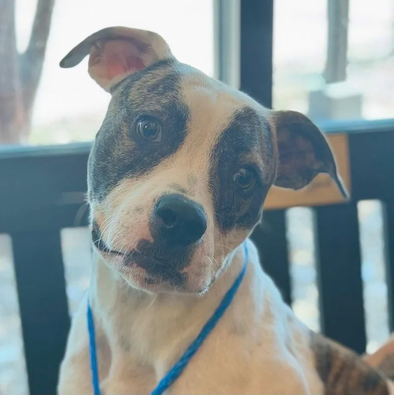 A young medium-sized female Terrier dog named Batgirl for adoption in Bloomfield, CT