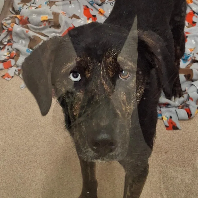 An adult medium-sized male Brown / Chocolate Plott Hound dog named Cowboy for adoption in Zanesville, OH