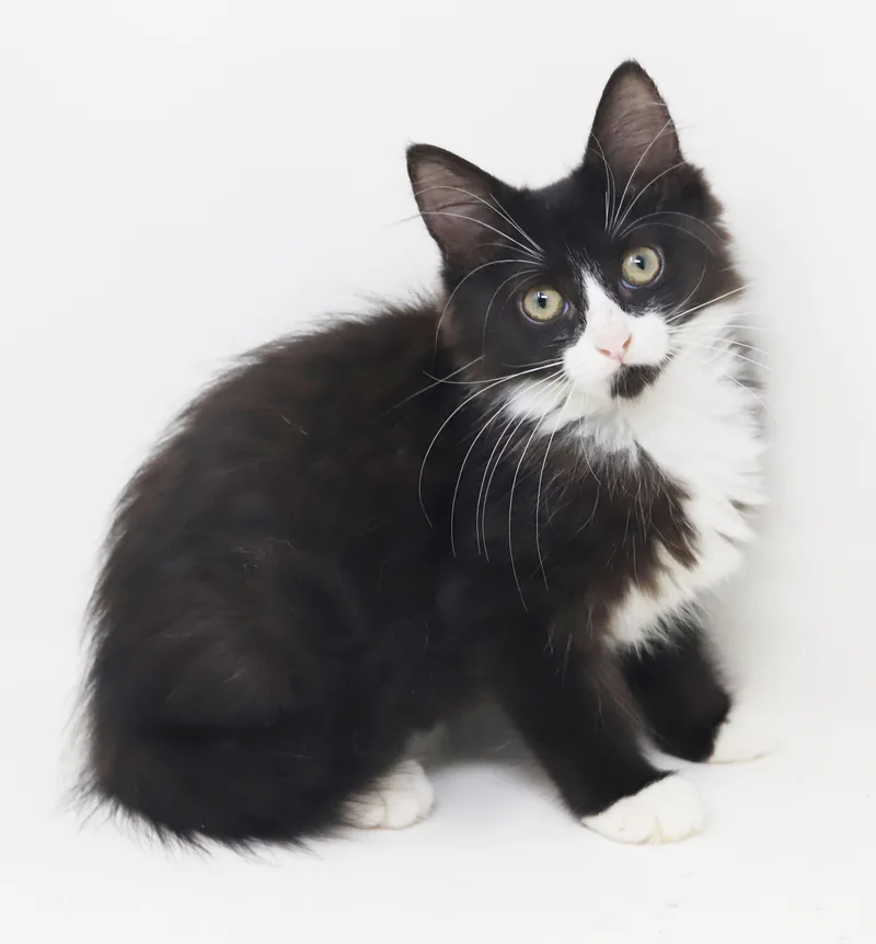 A baby small-sized female Black & White / Tuxedo Maine Coon cat named Zok our perfect for adoption in Bedford Hills, NY
