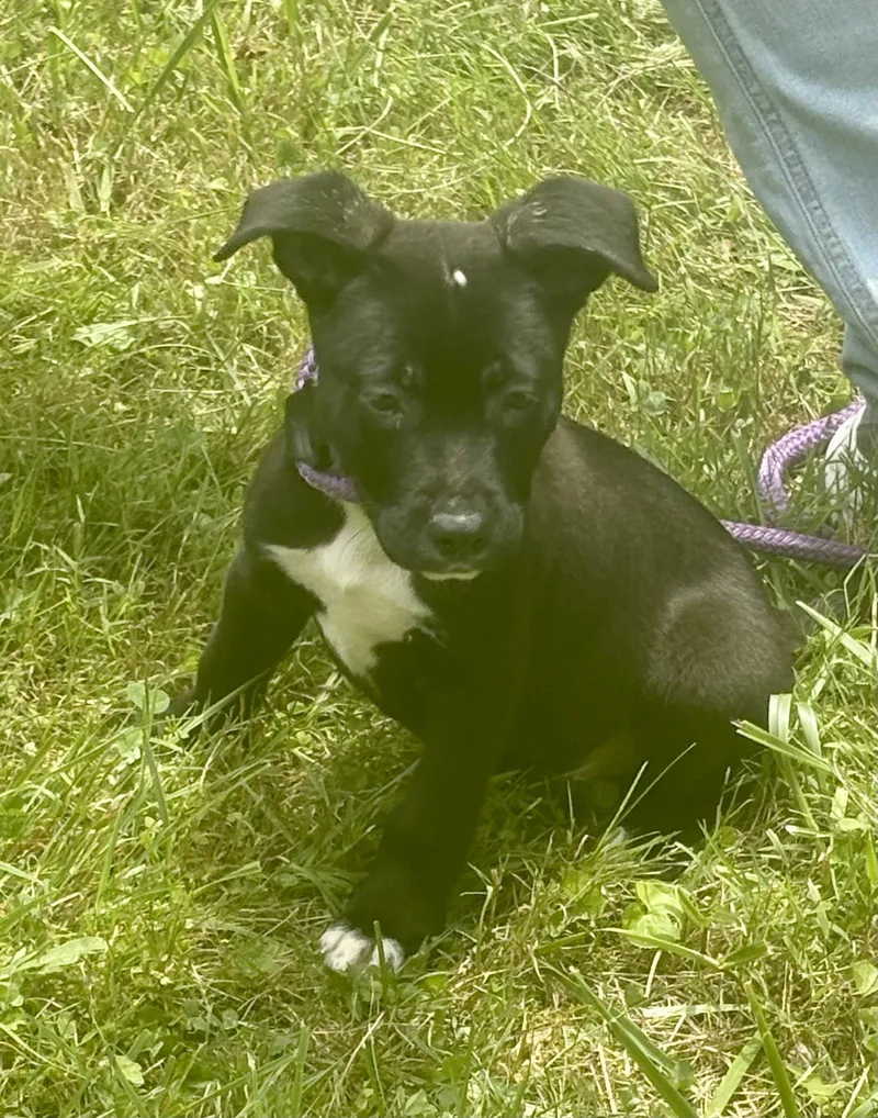 A baby large-sized female Pit Bull Terrier dog named Colby for adoption in Elkins, WV