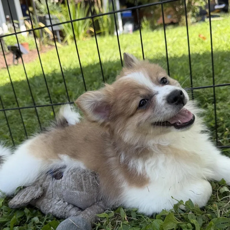 A baby small-sized male White / Cream Pomeranian dog named Henry for adoption in Silver Spring, MD