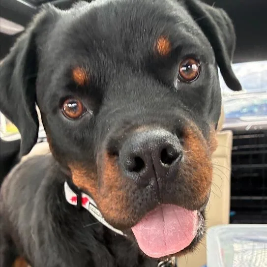 A young medium-sized male Rottweiler dog named Rooney for adoption in Toledo, OH