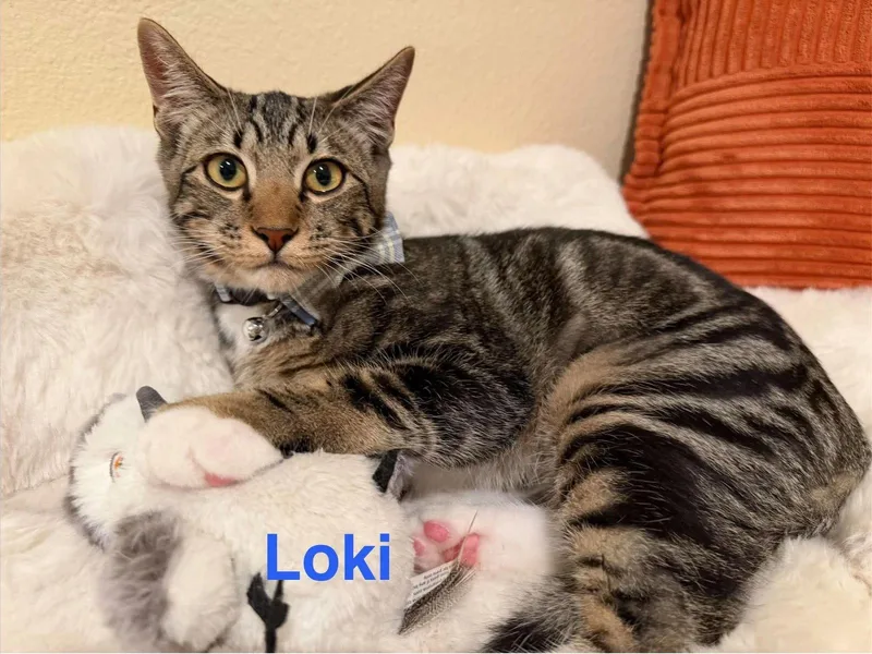 A young medium-sized male Domestic Short Hair cat named Loki for adoption in Riverside, CA