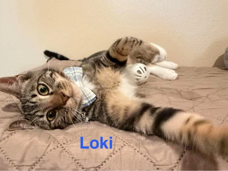 Loki thumbnail 2