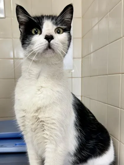 A senior large-sized male Domestic Short Hair cat named Mischief for adoption in San Antonio, TX