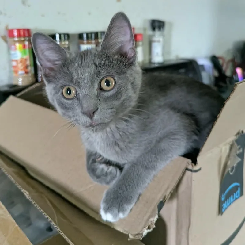 A baby medium-sized male Gray / Blue / Silver Domestic Short Hair cat named Boxie for adoption in Little Falls, MN