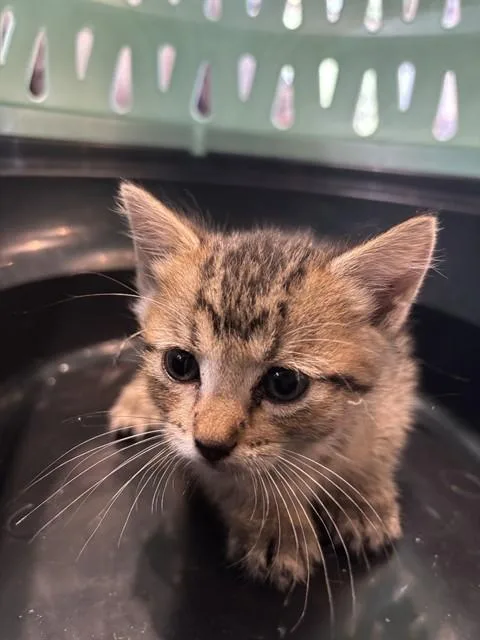 Pequena