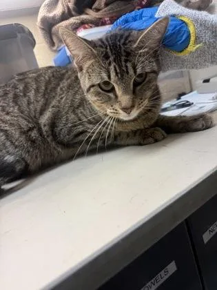 An adult medium-sized female Buff / Tan / Fawn Domestic Short Hair cat named Tiki for adoption in Wichita, KS