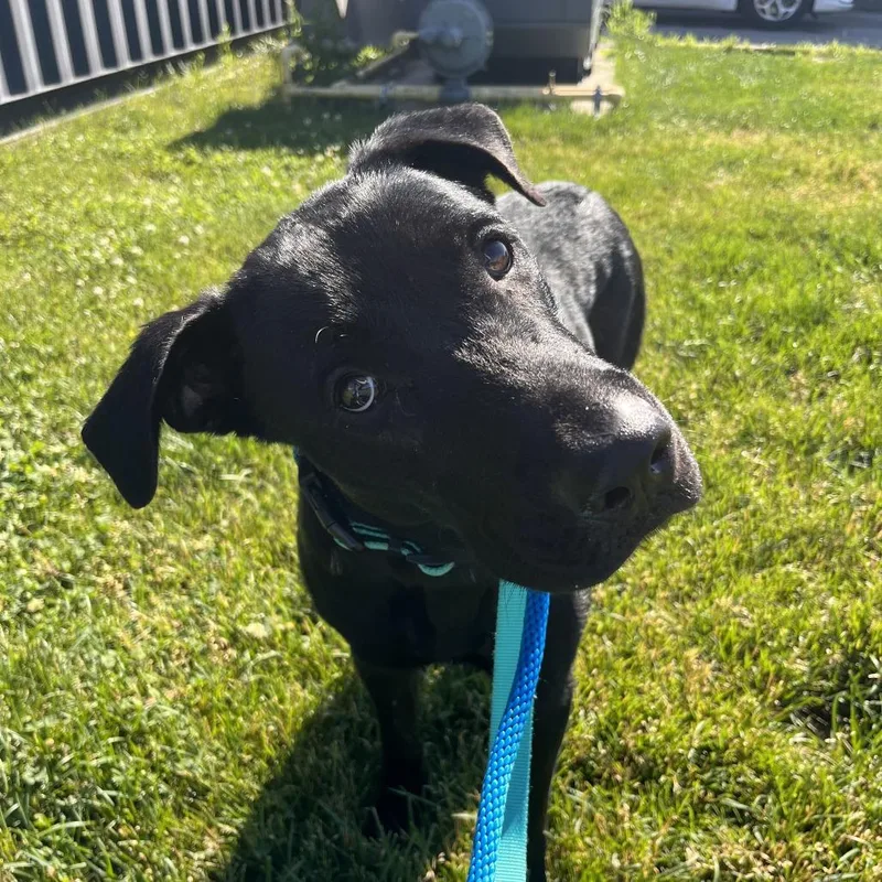 An adult large-sized female Black Labrador Retriever dog named Polly for adoption in Matteson, IL