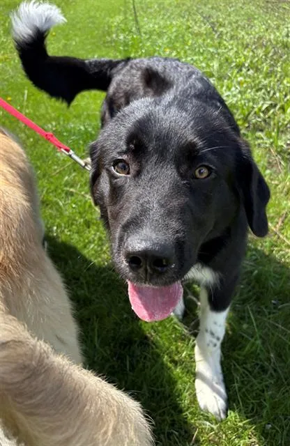 A young medium-sized male Great Pyrenees dog named Sokka for adoption in Geneva, IL
