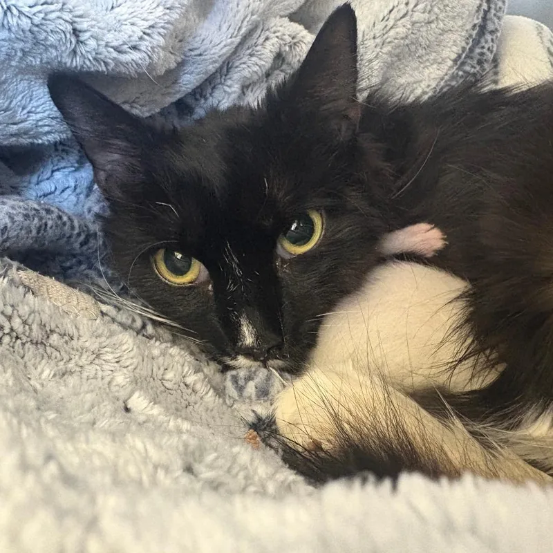 A young medium-sized female Black Domestic Medium Hair cat named Margot for adoption in North Branford, CT