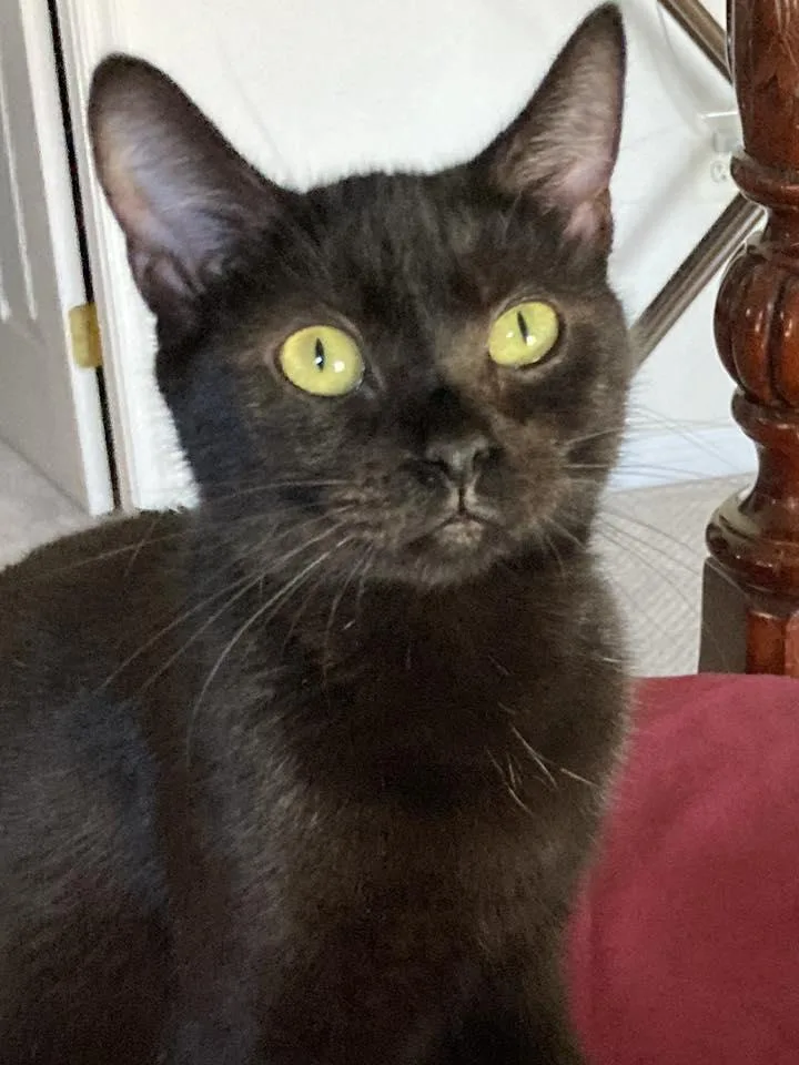 An adult medium-sized female Domestic Short Hair cat named Willow for adoption in Chesapeake Beach, MD