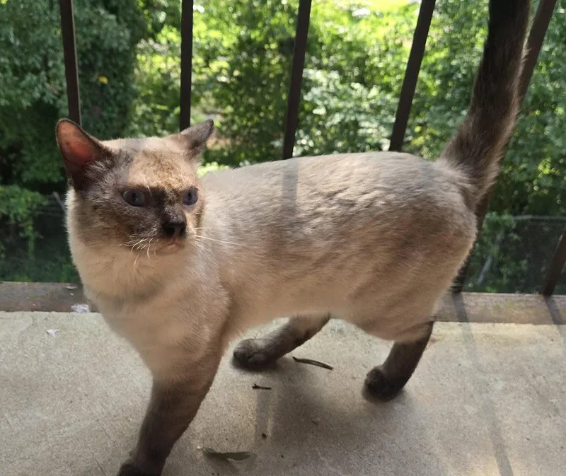 A young medium-sized male Siamese cat named Yoda for adoption in Herndon, VA