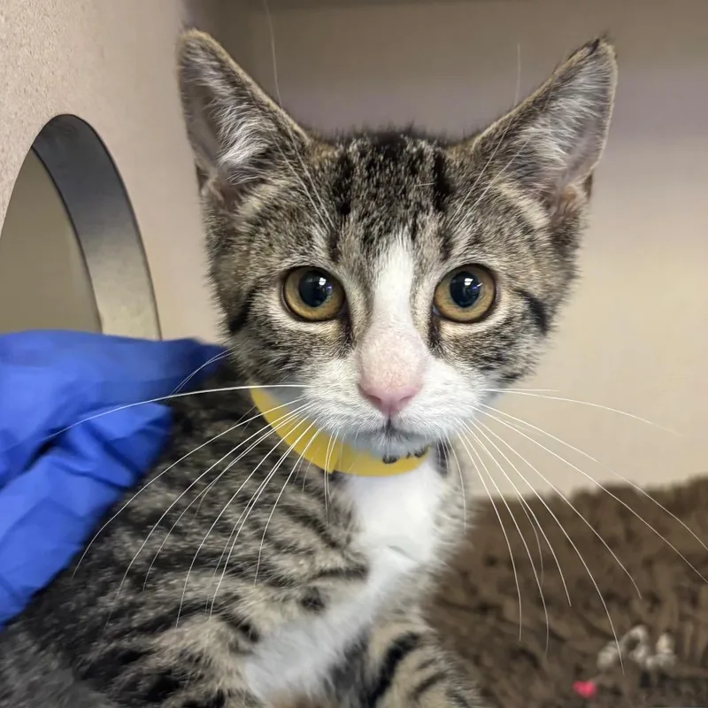 A baby small-sized female Brown / Chocolate Domestic Short Hair cat named Gladys for adoption in Wantagh, NY