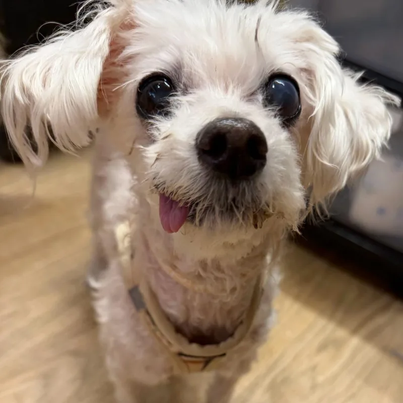 A senior small-sized female Miniature Poodle dog named Cackle for adoption in San Francisco, CA