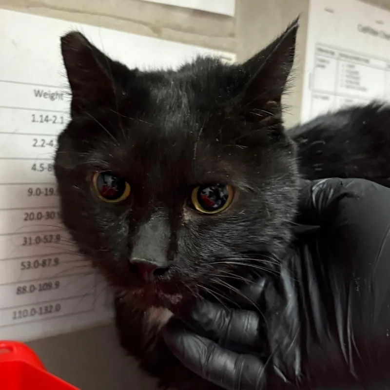 A senior large-sized male Black Domestic Short Hair cat named Buddy for adoption in Yuma, AZ