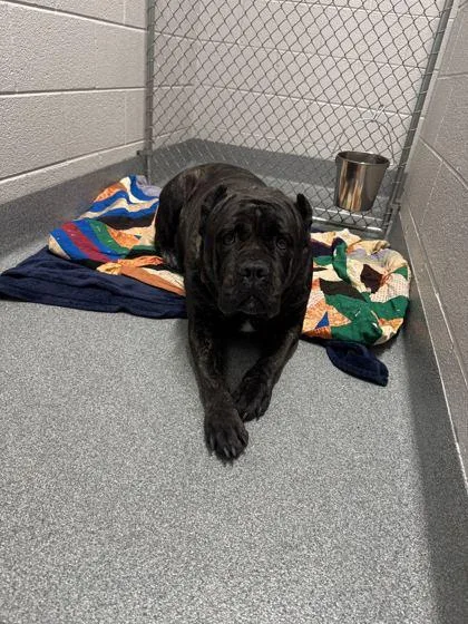 An adult extra large-sized female Mixed Breed dog named Breezy for adoption in Sevierville, TN
