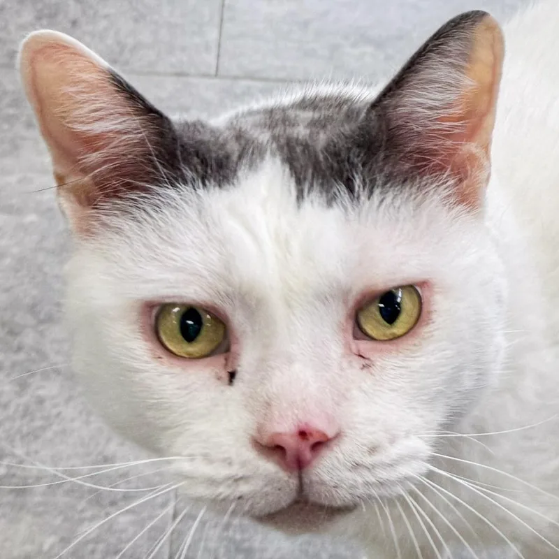 A senior extra large-sized male White Domestic Short Hair cat named Catty for adoption in Kennebunk, ME