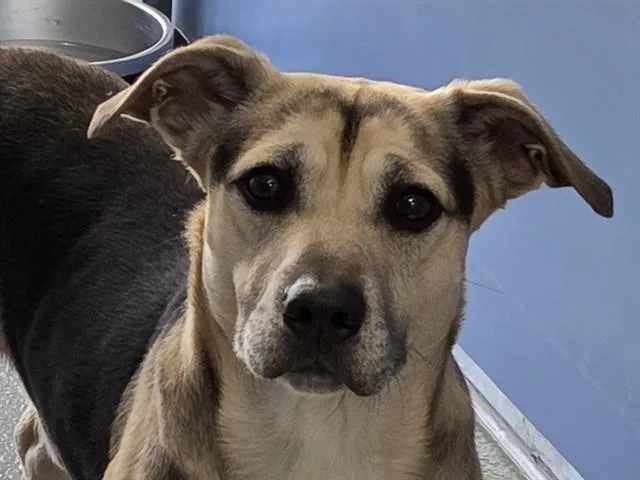 A young medium-sized male Tricolor (Brown, Black, & White) German Shepherd Dog dog named Lego for adoption in San Clemente, CA