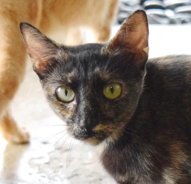 Nellie thumbnail 2