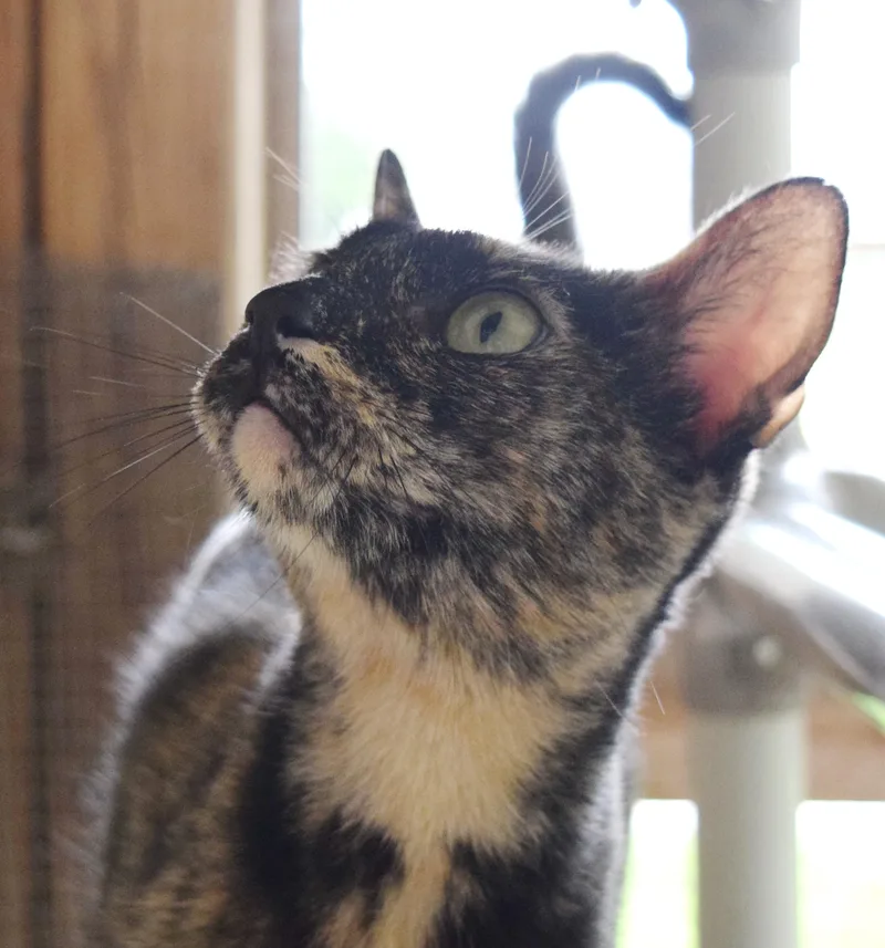 Nellie thumbnail 4