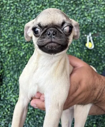 A baby small-sized male Yellow / Tan / Blond / Fawn Pug dog named Milo for adoption in El Paso, TX