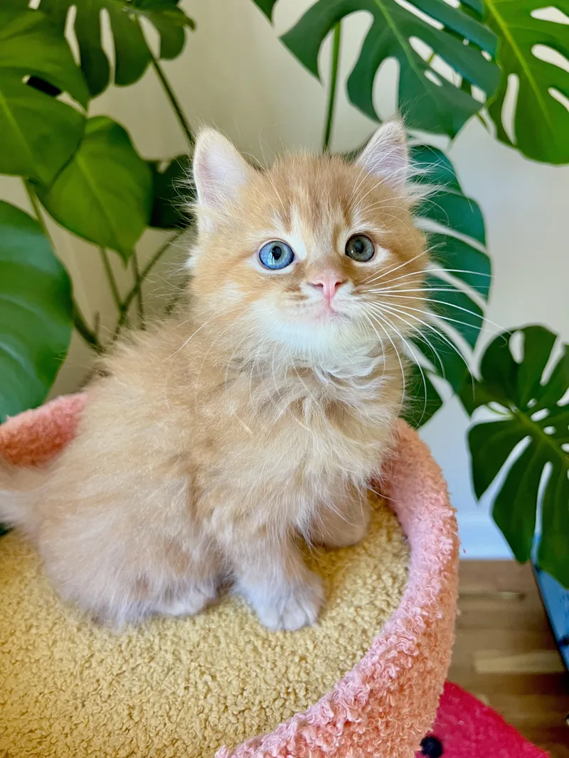 A baby large-sized male Orange / Red Domestic Long Hair cat named John for adoption in Mullica Hill, NJ