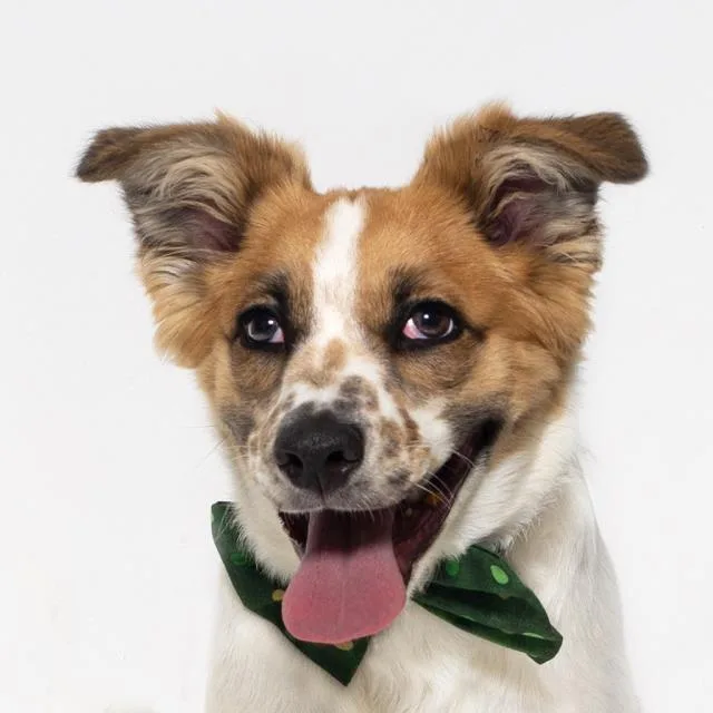 A young medium-sized male Australian Shepherd dog named Charlie for adoption in Santa Barbara, CA