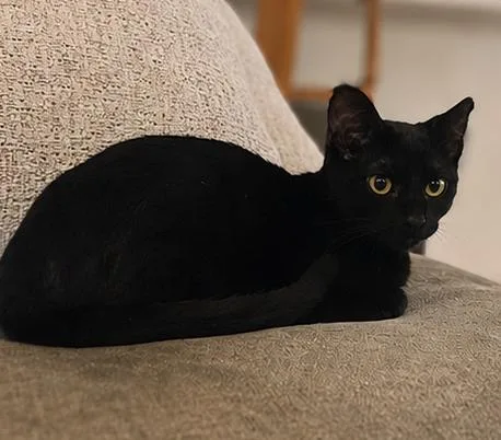 A baby medium-sized male Black Domestic Short Hair cat named Arthur for adoption in Fort Worth, TX