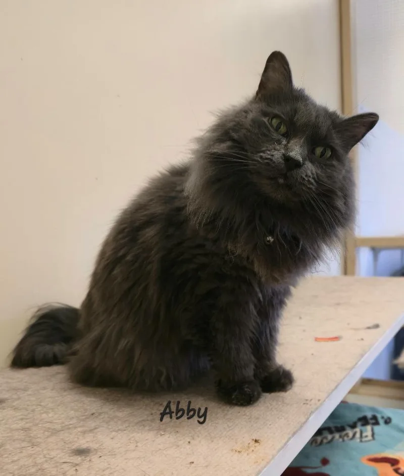 An adult medium-sized female Domestic Long Hair cat named Abby for adoption in Cedar Rapids, IA