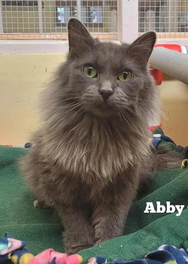 Abby thumbnail 2