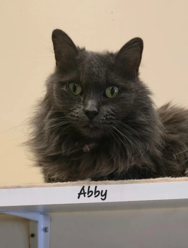 Abby thumbnail 3