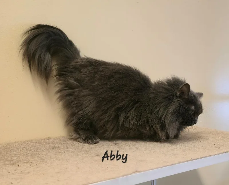 Abby thumbnail 4