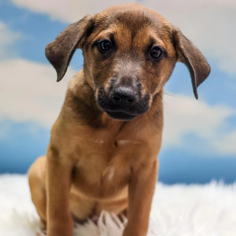A baby medium-sized male Brown / Chocolate Mixed Breed dog named SifOidak for adoption in Casa Grande, AZ